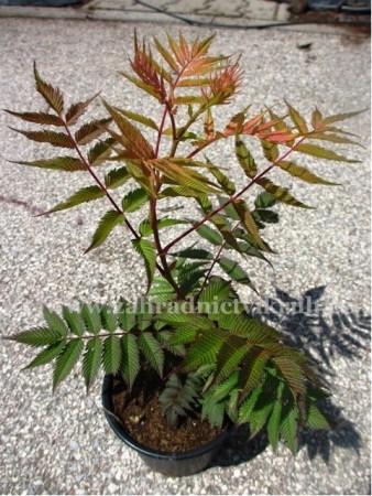 Tavolnkovec jebolist - Sorbaria sorbifolia SEM, C 2 l