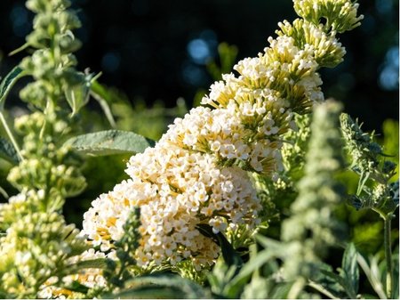 Buddleja davidii NANHO WHITE - bl