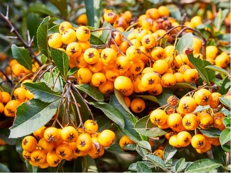 Hlohyn arlatov - Pyracantha GOLDEN CHARMER, C 2 l