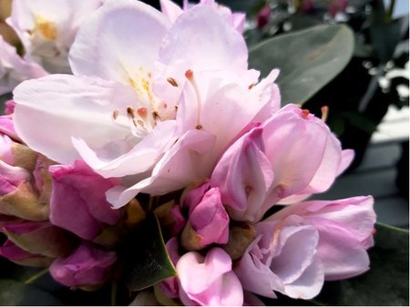 Rhododendron GOMER WATERER - svtle rov, C 4 l