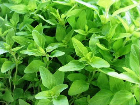 Oregano zlat