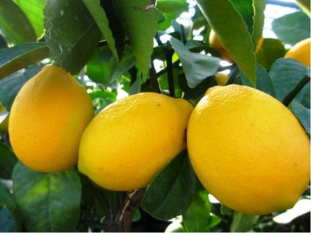 Citronk MEYER v kvtini P16