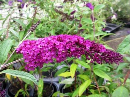 Buddleja davidii ROYAL RED - purpurov