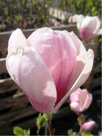 Magnolie SOULANGEANA - růžová, C 2,5 l