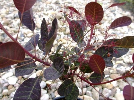 Ruj vlasat - Cotinus cogg. ROYAL PURPLE, C 3 l