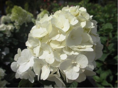 Hortenzie latnatá - Hydrangea paniculata PHANTOM - bílá až růžová