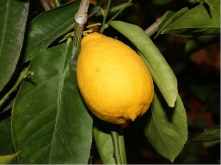 Citronk SANTA CATARINA - roubovan