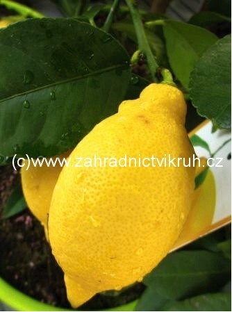Citronk LIMON - zkovan
