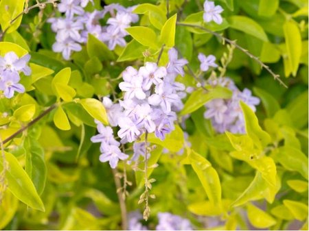 Duranta ellesia