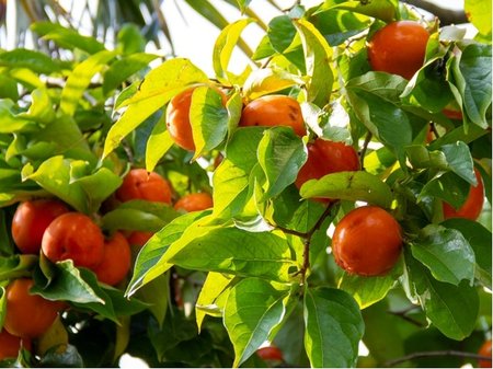 Tomel virinsk - Diosypros virginiana