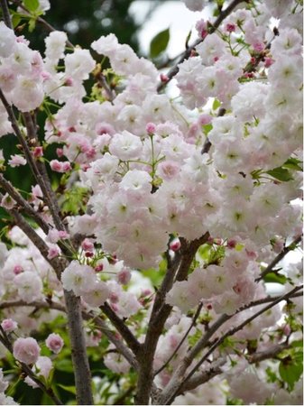 Sakura - Prunus serr. AMANOGAWA v kontejneru