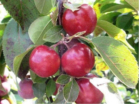 Sloupovit jablo REDSPRING