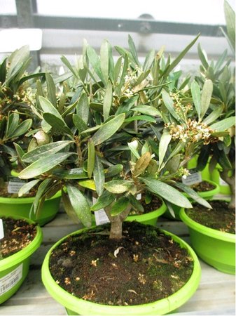 Olivovník - bonsai v květináči P17
