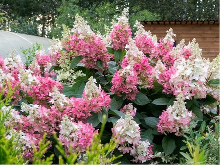 Hortenzie latnat VANILLE FRAISE - blorov, C 5 l