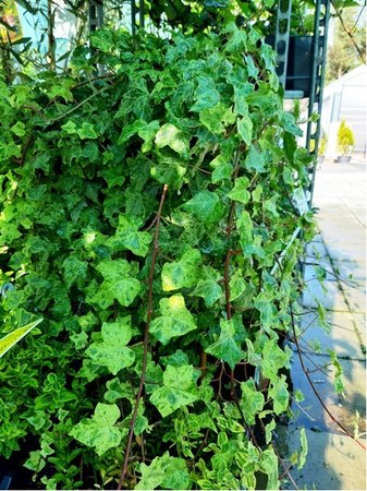 Bean - Hedera helix MARMORATA