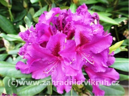 Rhododendron AZURRO - purpurov, C 5 l