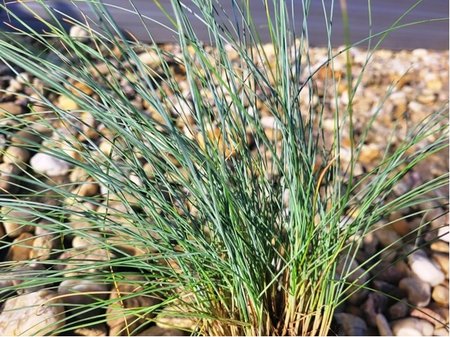 Kostava stbrn - Festuca glauca ELIJAH BLUE