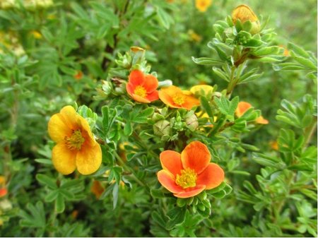 Mochna kovit HOPLEYS ORANGE - oranov
