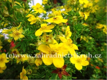 Mochna kovit - Potentilla frut. BELLISIMA - rov, C 2 l