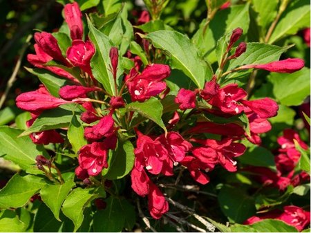 Weigela ALL SUMMER RED Slingco - erven