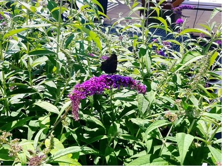 Buddleja davidii ORCHID BEAUTY - fialov