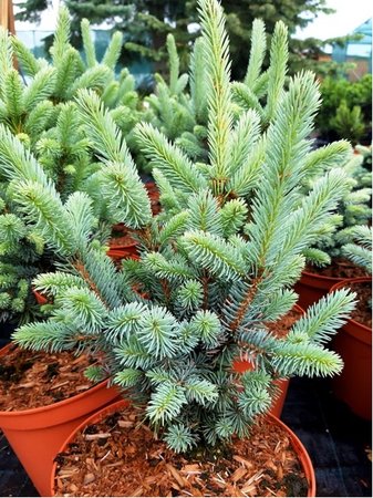 Smrk pichlav - Picea pungens RETROFLEXA, C 5 l