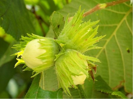 Lska obecn - Corylus avellana