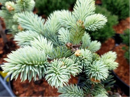 Smrk pichlavý - Picea pungens GLAUCA GLOBOSA, C 2 l