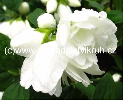 Jasmn pustoryl - Philadelphus cor. SNOWBELLE, C 1 l