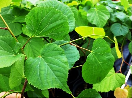 Lpa srdit - Tilia cordata, C 3 l
