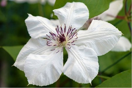 Clematis MISS BATEMAN - bl