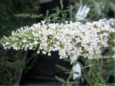 Buddleja davidii WHITE PROFUSION - bílá