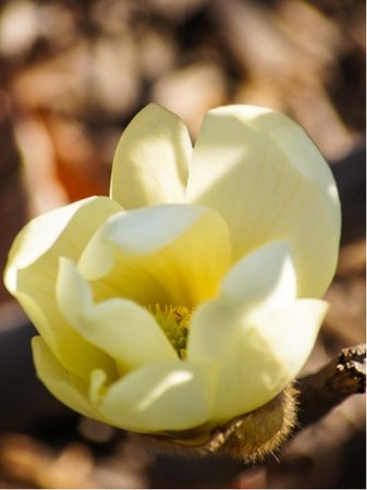 Magnolie HONEY TULIP - lut