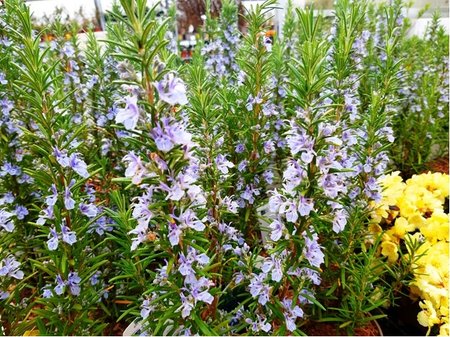 Rozmarn lkask - Rosmarinus officinalis, P12