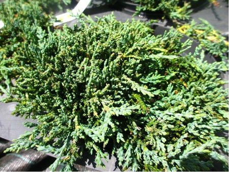 Jalovec polhav - Juniperus hor. ICE BLUE