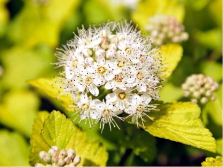 Tavola kalinolist - Physocarpus opulifolius DARTS GOLD, C 1,4 l