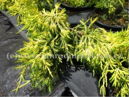 Jalovec Pfitzerův - Juniperus x pfitzeriana OLD GOLD