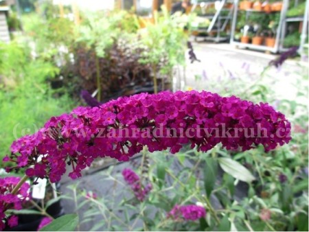 Buddleja davidii HARLEQUIN - fialov, C 2 l