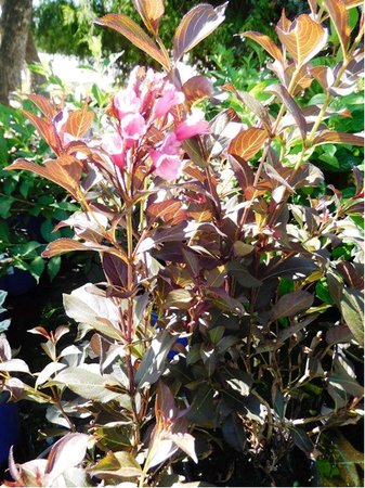 Weigela florida ALEXANDRA - syt rov, C 3 l