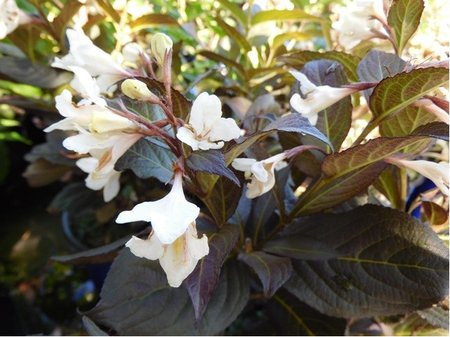 Weigela EBONY AND IVORY VELDA - bl, K 19