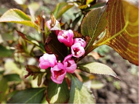 Weigela WINGS OF FIRE - svtle rov