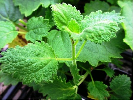 Chipkovnk  - Plectranthus spp.