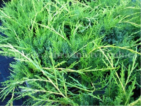 Jalovec prostedn - Juniperus media OLD GOLD