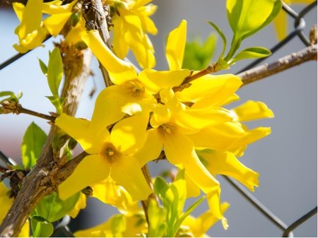 Zlatice prostedn - Forsythia interm. WEEK END Courtalyn
