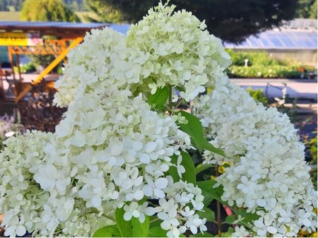 Hortenzie latnat - Hydrangea paniculata GRANDIFLORA - bl