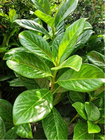 Bobkovie lkask - Prunus laurocerasus NOVITA, C 5 l