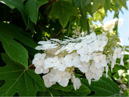 Hortenzie dubolist - Hydrangea quercifolia ALICE - bl, K 19