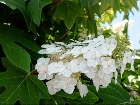 Hortenzie dubolist - Hydrangea quercifolia ALICE - bl