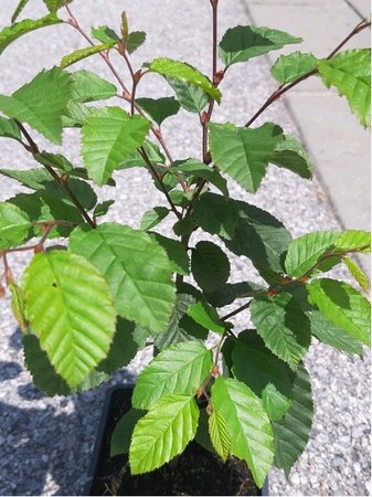 Habr obecn - Carpinus betulus, C 2 l