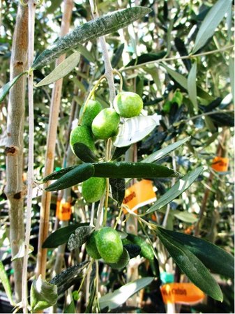 Olivovník sazenice